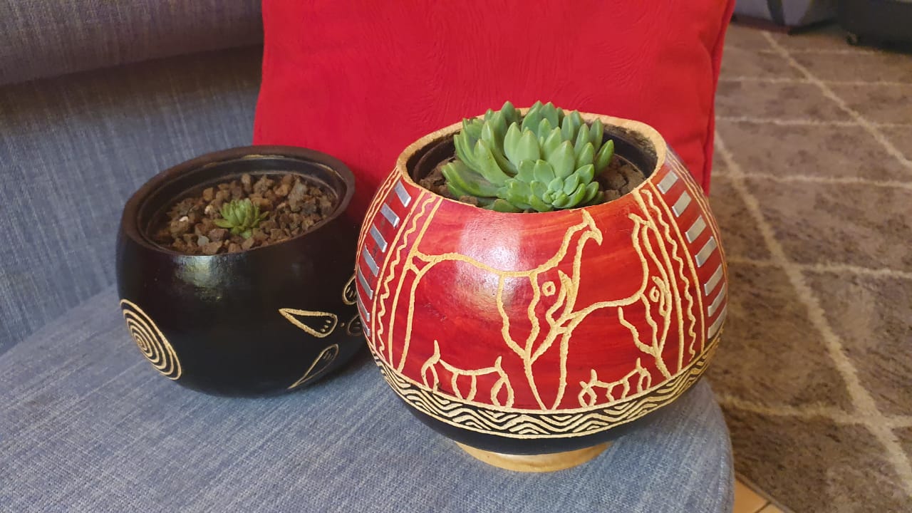 Elephant Gourd Planter (Medium) with Succulent