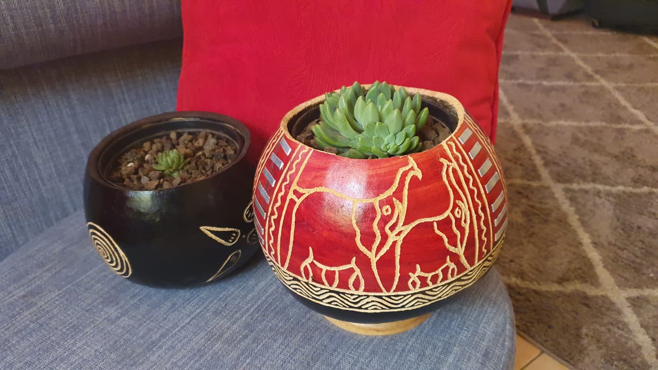 Elephant Gourd Planter (Medium) with Succulent