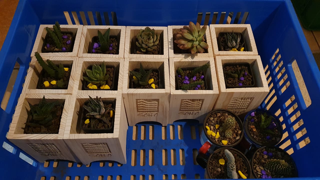 Branded Wooden Planter with Succulent