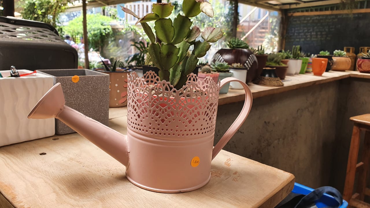 Watercan Planter with Succulent